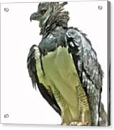 Harpy Eagle Acrylic Print