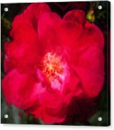 Knockout Roses Painted  #3 Acrylic Print