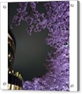 夜桜
#l4l #love #ff #3 Acrylic Print