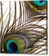 Peacock Feathers #3 Acrylic Print