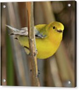 Prothonotary Warbler #3 Acrylic Print