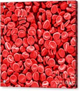 Red Blood Cells, Sem Acrylic Print