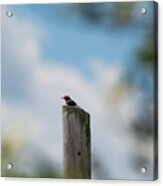 Red-headed Woodpecker Acrylic Print