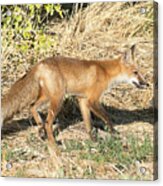 Red Tailed Fox Hunting #5 Acrylic Print