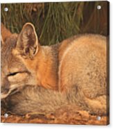 San Joaquin Kit Fox  #3 Acrylic Print