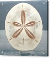 Sand Dollar Acrylic Print