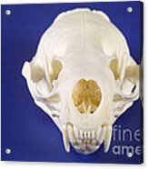 Skull Of A River Otter #3 Acrylic Print