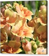 Snapdragon Named Twinny Peach #2 Acrylic Print