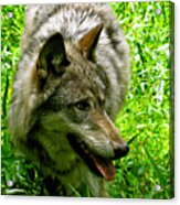 The Wild Wolve Group A #3 Acrylic Print