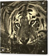Tiger In Water #3 Acrylic Print