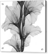 X-ray Of A Gladiola Flower #3 Acrylic Print