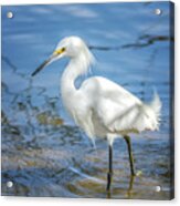 Snowy Egret #39 Acrylic Print