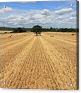 After The Harvest England #1 Acrylic Print