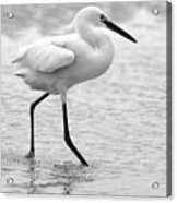 Egret In Black And White #4 Acrylic Print