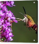 Hummingbird Clearwing Moth  #3 Acrylic Print