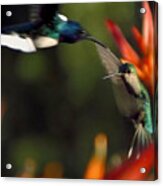 Hummingbird #4 Acrylic Print