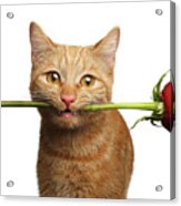 Portrait Of Ginger Cat Brought Rose As A Gift Acrylic Print