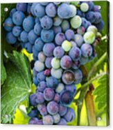 Red Wine Grapes #4 Acrylic Print