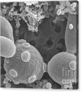 Saccharomyces Cerevisiae #4 Acrylic Print
