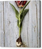 Tulip #4 Acrylic Print