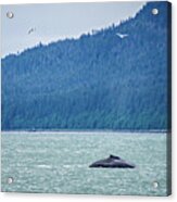 Whale Watching On Favorite Channel Alaska #4 Acrylic Print