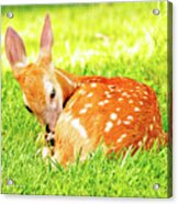 White-tailed Deer Fawn #4 Acrylic Print