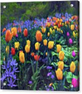 Procession Of Tulips Acrylic Print