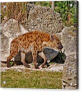 47- Spotted Hyena Acrylic Print