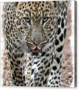 African Leopard #5 Acrylic Print
