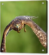 Red-tailed Hawk Acrylic Print