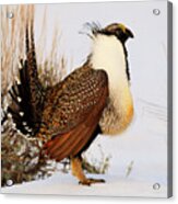 Sage Grouse #5 Acrylic Print