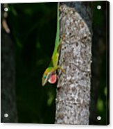 56- Green Anole Acrylic Print