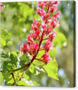 Aesculus X Carnea, Or Red Horse-chestnut Flower #6 Acrylic Print