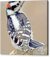 Downy Woodpecker Male On Tree Limb #6 Acrylic Print