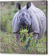 Indian Rhinoceros, India #6 Acrylic Print