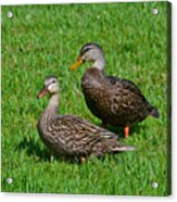 6- Mottled Ducks Acrylic Print