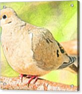 Mourning Dove Animal Portrait #6 Acrylic Print