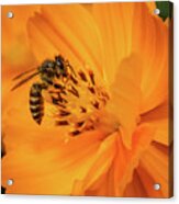 Pollination #6 Acrylic Print