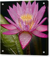 Water Lily #6 Acrylic Print