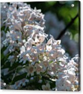 Spring Flowers #66 Acrylic Print