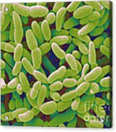 Acetobacter Aceti Bacteria #7 Acrylic Print