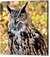 Eurasian Eagle Owl #7 Acrylic Print