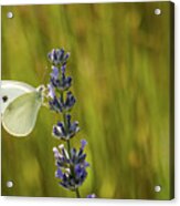 Pieris Brassicae, The Large White, Also Called Cabbage Butterfly #7 Acrylic Print