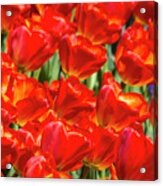Red Tulips #7 Acrylic Print