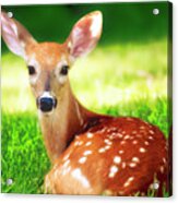 White-tailed Deer Fawn #7 Acrylic Print