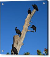 72- Black Vultures Acrylic Print