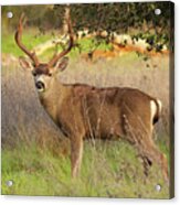 8-point Black-tailed Deer Buck Broadside Acrylic Print