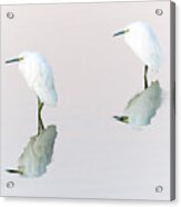 Snowy Egret #82 Acrylic Print