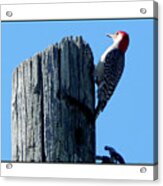 #8668 Woodpecker #8668 Acrylic Print