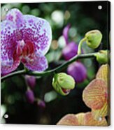 Butterfly Orchid Flowers #9 Acrylic Print